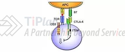 CTLA-4与其配体B7结合
