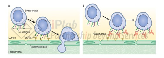 Natalizumab阻断MS中淋巴细胞的归巢,J. Cell Biol. Vol. 199 No. 3