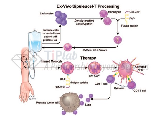 Sipuleucel-T的制备过程,参见Garcia JA. Therapeutic advances in medical oncology. 2011 Mar;3(2).