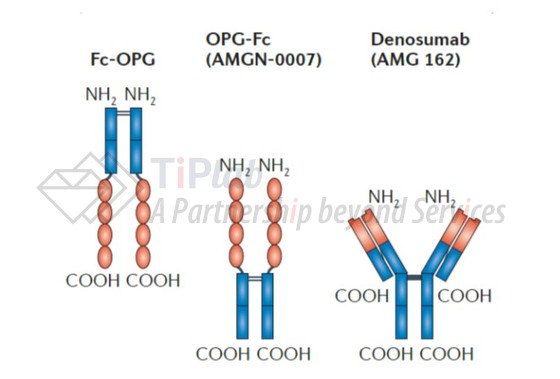 参见Lacey DL, et al. Nature reviews Drug discovery. 2012 May;11(5).