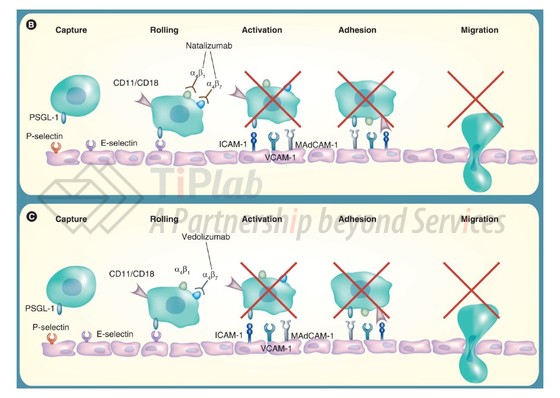 参见:McLean LP, et al. Immunotherapy. 2012 Sep;4(9).