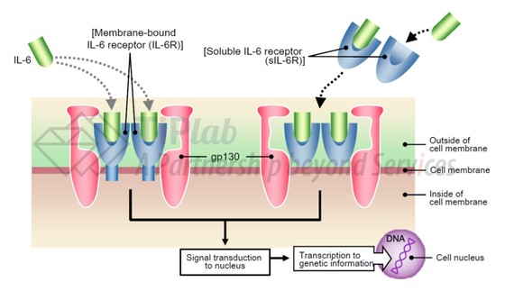 参见:https://www.chugai-pharm.co.jp/html/meeting/pdf/080522eShimizu.pdf