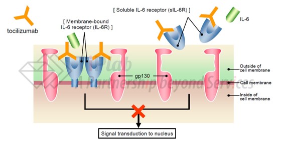 参见:https://www.chugai-pharm.co.jp/html/meeting/pdf/080522eShimizu.pdf
