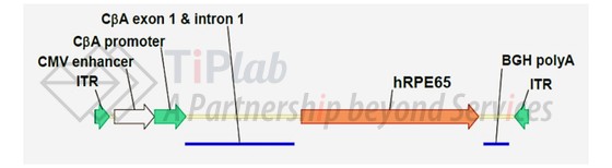 参见：Spark Therapeutics Briefing Document