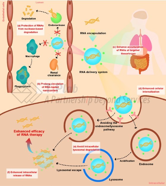 非病毒载体在体内递送 RNA 的细胞外和细胞内的屏障（参见：org/10.1016/j.jconrel.2022.01.008）