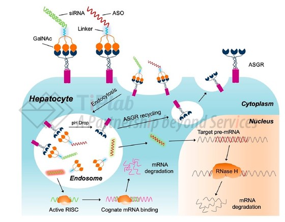 GalNAc介导的siRNA和ASO递送到肝细胞（DOI：org/10.1021/acsomega.1c01755）