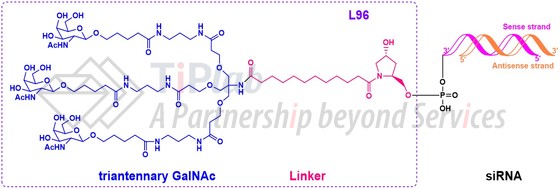 GalNAc-siRNA偶联物结构