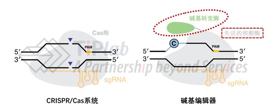 图3 CRISPR/Cas系统和碱基编辑器结构（改编自doi: 10.1038/s41587-020-0561-9）