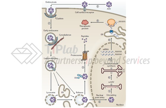 AAV转导机理（参见doi:10.1038/s41576-019-0205-4）