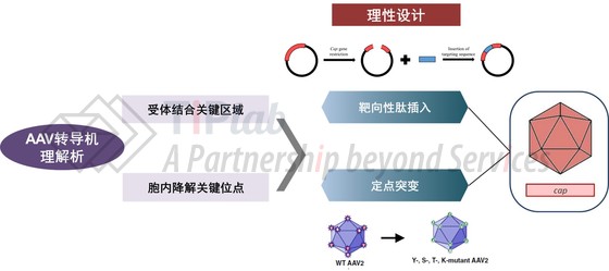 理性设计手段（改编自doi:10.3390/pharmaceutics13050750, doi:10.1016/j.omtm.2019.01.008）