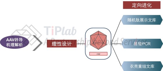 定向进化手段