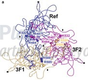 AAV2中影响HSPG结合的关键氨基酸（doi: 10.1007/978-1-61779-370-7_3）