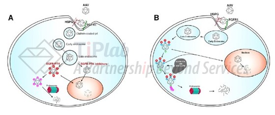 关键氨基酸介导的衣壳降解（doi: 10.1016/j.omtm.2019.01.008）