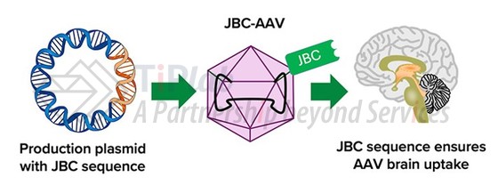 J-Brain Cargo (JBC) 应用于 AAV,参见:Breaking through the blood-brain barrier