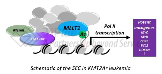 超延伸复合物的结构，参见：Dark Blue 官网