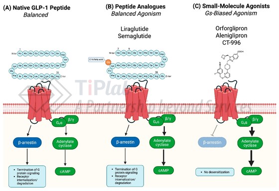 GLP-1 受体激动剂的结构分类、受体结合及信号传导结果。参见:https://doi.org/10.3390/scipharm93020026