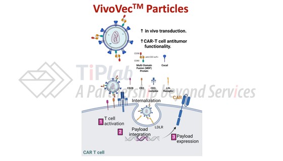 图4 Umoja Biopharma的VivoVec平台 （源自doi: 10.1182/blood.2024024523）