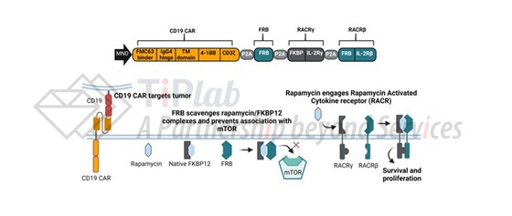 图5 Umoja Biopharma的RACR™平台 （改编自doi: 10.1136/jitc-2022-006292）