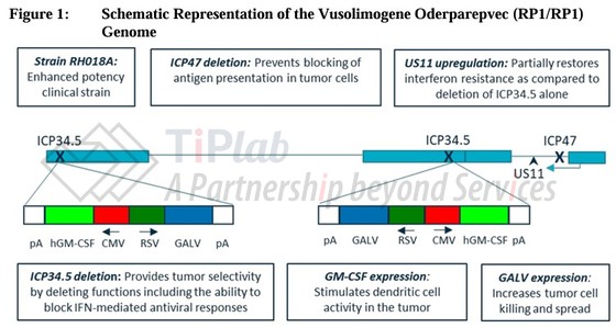 参见：Replimune, TUDRIQEV（RP1）BLA 125827 FDA 咨询委员会会议，申办方简报材料