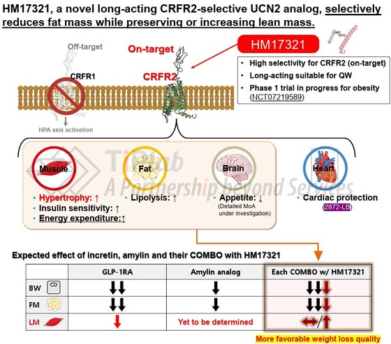参见：HM17321, a Novel UCN2 Analog, Improves Weight Loss Quality in combination with Amylin Analogs in DIO rats. American Diabetes Association (ADA), June 5-8, 2026
