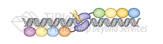 ZFN技术,图片来源:Kim JS. Genome editing comes of age. Nature Protocols. 2016 Sep 1;11(9):1573-8.