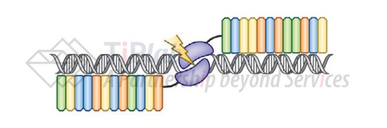 TALEN技术,图片来源:Kim JS. Genome editing comes of age. Nature Protocols. 2016 Sep 1;11(9):1573-8.