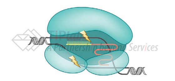 CRISPR-Cas9技术,图片来源:Kim JS. Genome editing comes of age. Nature Protocols. 2016 Sep 1;11(9):1573-8.