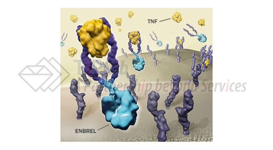 Enbrel®的作用原理,图片来源:安进