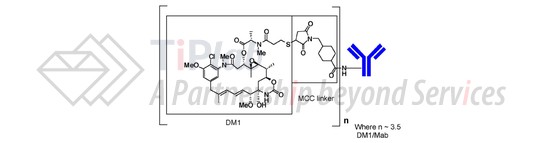 T-DM1的化学结构式,平均每个曲妥珠单抗上缀合3.5个DM1