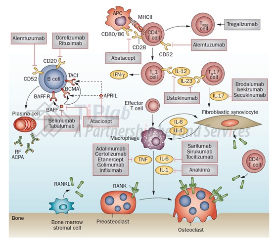 治疗风湿类疾病的生物制剂,参见:Her M, et al. Nature Reviews Gastroenterology and Hepatology. 2015 Jun;12(6).