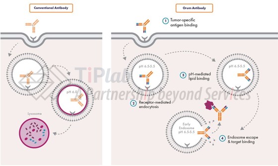 参见:Orum Therapeutics官网