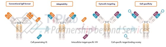参见:Orum Therapeutics官网