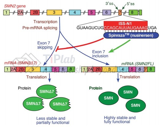 参见:Singh, Natalia N., et al. Gene therapy 24.9 (2017): 520.
