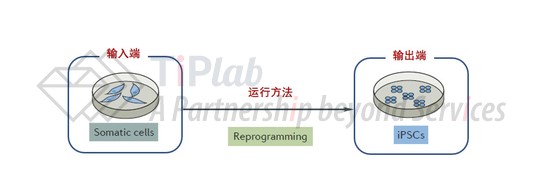 “归零重置”程序示意图(改编自DOI: 10.1038/nrd.2016.245)