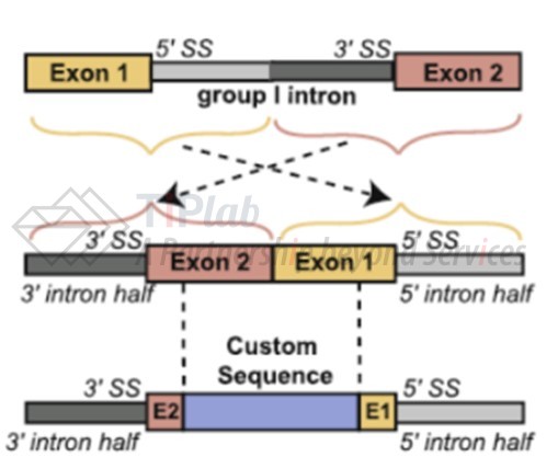 PIE系统的构建（参见Xinjie Chen et al., Front. Bioeng. Biotechnol. 9:787881）