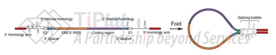 加入同源臂设计的方案（参见Wesselhoeft et al. Nature communications, 2018, 9(1): 2629）