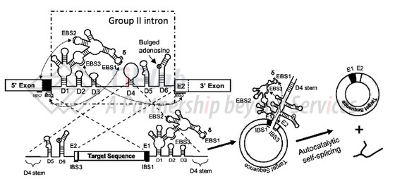 Group Ⅱ intron PIE（参见WO2022247943A1）