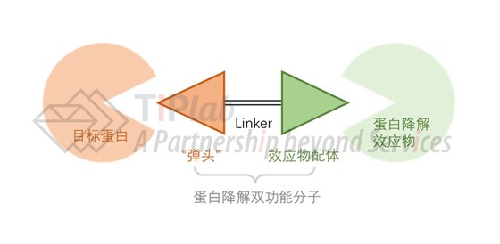 蛋白降解双功能分子示意图