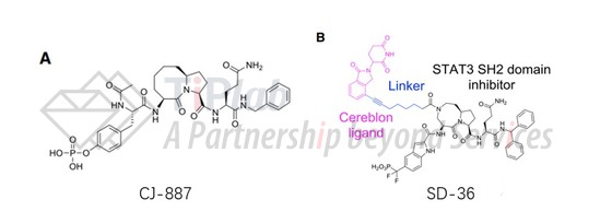 靶向STAT3的PROTAC（DOI: 10.1016/j.ccell.2019.10.002）