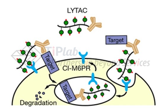 LYTAC原理示意图（DOI: 10.1038/s41586-020-2545-9）