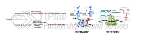 图1 tRNA疗法及工程化tRNA疗法设计思路(截取自DOI: 10.1038/s41467-019-08329-4;DOI: 10.1038/s41551-021-00774-1)