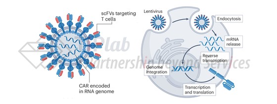 图1 慢病毒载体结构示意图（左）与其体内生成CAR-T细胞的机制示意图（右） （改编自doi.org/10.1038/s41577-025-01174-1）