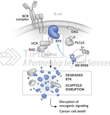 参见：Nurix presentation