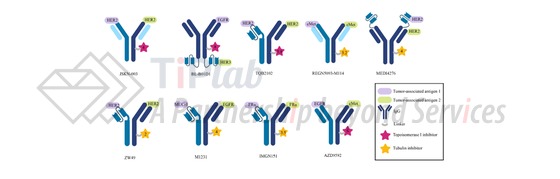 图1 发明点为抗体的双靶向ADC/双载荷ADC （doi: 10.1007/s11684-024-1072-8.）